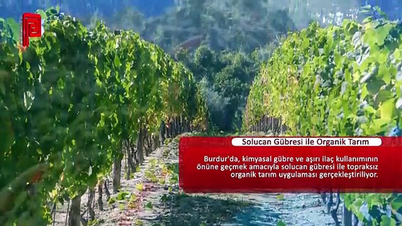Solucan Gübresi ile Organik Tarım Uygulamaları
