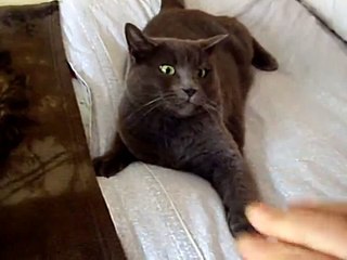 My cat from Hell - Trying to pet my cat