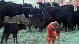 40 Brangus x Angus(Angus plus) Heifer Pairs