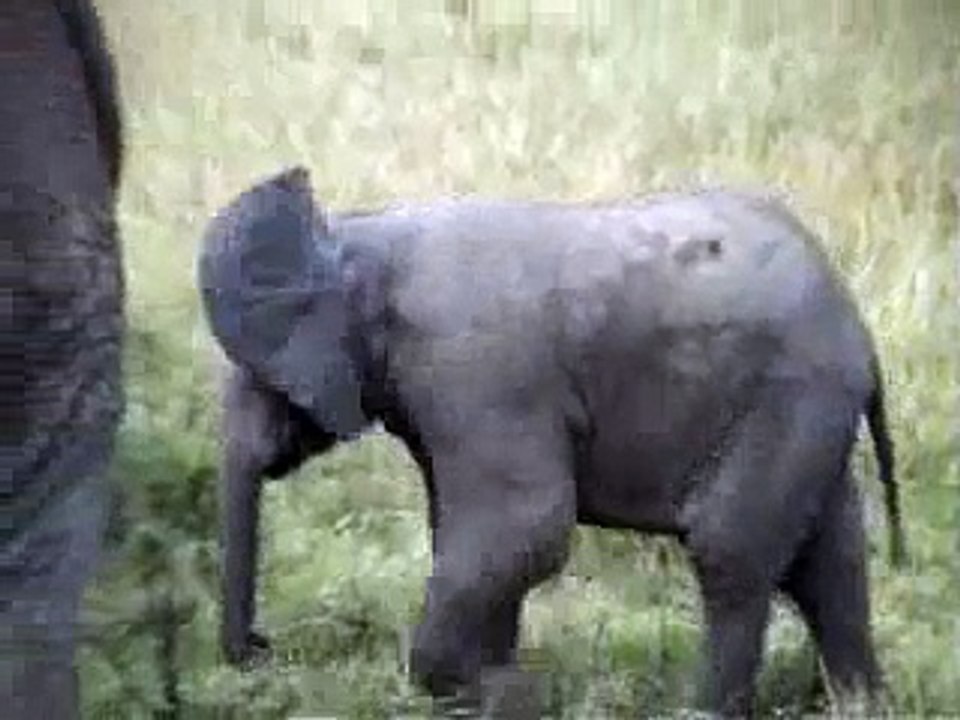 Masai Mara Elepants