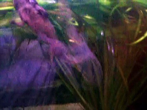 Ambystoma Andersoni Courtship und Spawning (2)