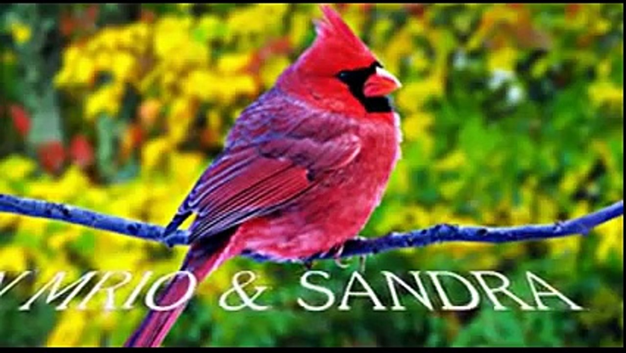 LOS VISCONTI...MIX DE EXITOS