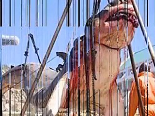 سمندر میں ملا خوفناک سمندر مخلوق