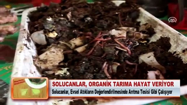 Kırmızı Kaliforniya Solucanı ile Solucan Gübresi Üretimi