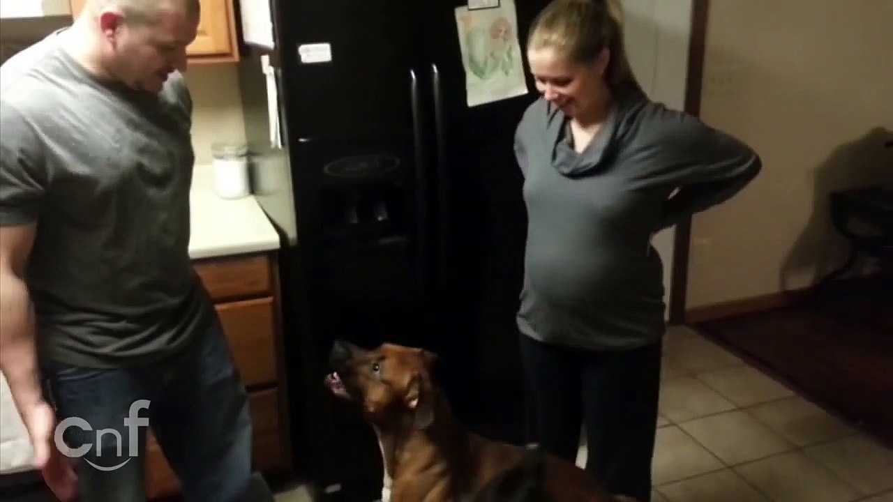 Dog Protects His Pregnant Owner