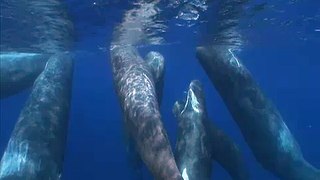 Preview - Whales of an Ancient Sea