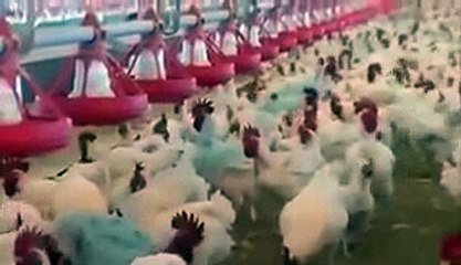 Indian Engineers Are Employed By Nawaz Shairf