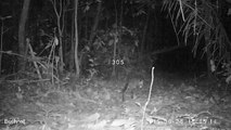 Ocelot pounces on prey...but misses Camera trap Peru Amazon Rainforest big cats