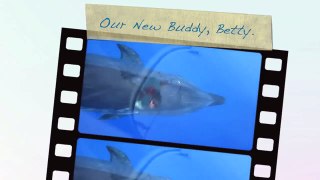 Our New Wild Bottlenose Dolphin Buddy, Betty-Bob.