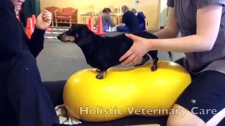 Holistic Vet Care - Canine Physical Therapy