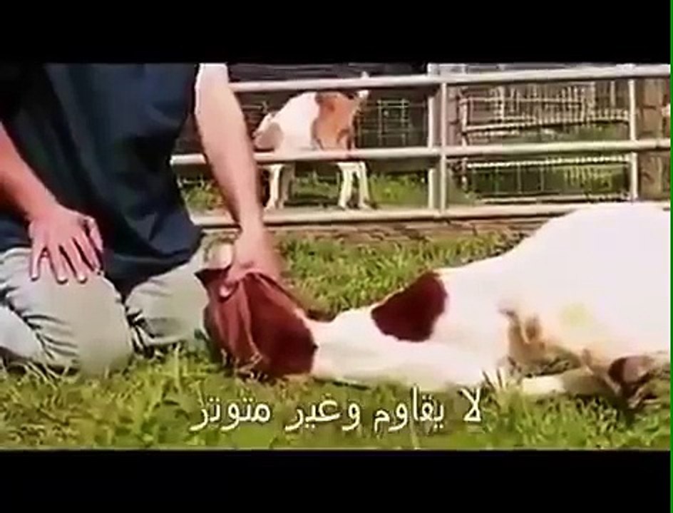 This video how to process the victim to slaughter. according to the Islamic sharia.