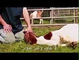 This video how to process the victim to slaughter. according to the Islamic sharia.