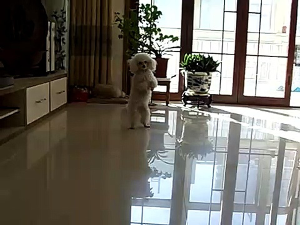 Jing Jing the dog walking on two legs