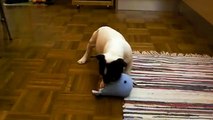 Bouledogue francese cucciola 2 mesi Gaia 1di2