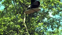 Treetop Adventures by Molly Media Studios Marketing Training Website Video Productions