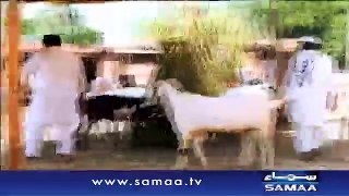 Burger Bakray Super Nakhray _ SAMAA TV