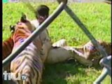Trainer gets attacked by  tiger