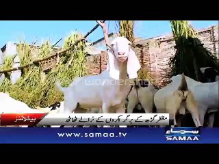 Pakistan Cattle Beauty, Eid Qurbani , 2015