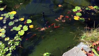 HD pond fish September 8-15