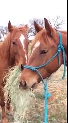 Un cheval offre un bouquet de foin à sa copine