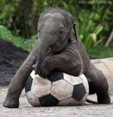 Cute baby elephants playing - awesome  video Must watch !!!