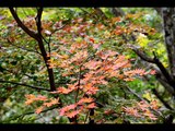 Sakura - Japanese Folk Music