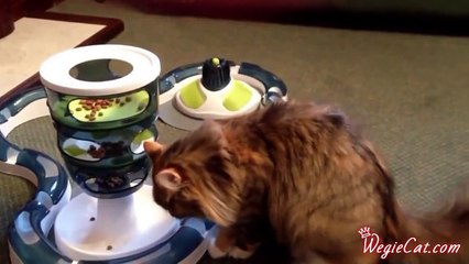 Catit Design Senses Treat Maze Review