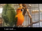 ANGRY BIRDS Funny Animals Videos Funny Fails Comedy Conure's Bell