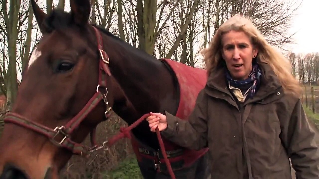 Horse Reunion