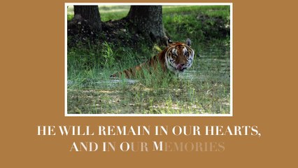 Saying Goodbye To Nakita Tiger