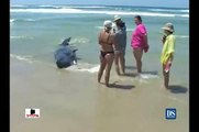 Filhote  de baleia cachalote encalha na praia da gallheta