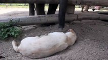 Baby Elephant Tries to Wake up a Sleepy Dog  - awesome funny  video must watch