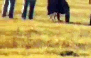 Clarissa Dickson-Wright and Mark Prescott at a hare coursing event [Full Episode]