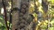 GRÅSPETT  Grey-headed Woodpecker  (Picus canus)  Klipp - 1254