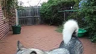 Husky and Malamute Playing