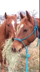 Un cheval offre du foin à sa petite amie