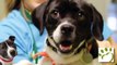 Forever Homes for Pets | Ann Arbor, MI- Humane Society of Huron Valley
