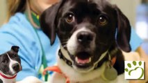 Forever Homes for Pets | Ann Arbor, MI- Humane Society of Huron Valley