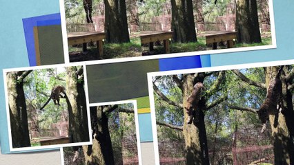 Saying Goodbye To Reno Leopard