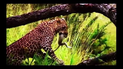 Maymunun Bebeğini Yiyen Gaddar Leopar