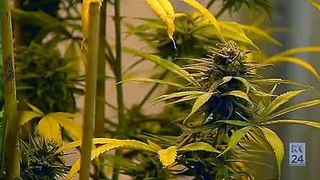 Medical marijuana 'Cannabis Inc ' - Foreign Correspondent, ABC (2014)