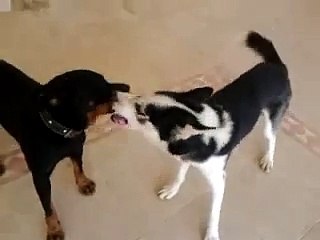 Rottweiler VS Husky
