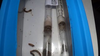 Pheidole sp. - Thailand - Life inside an ant colony