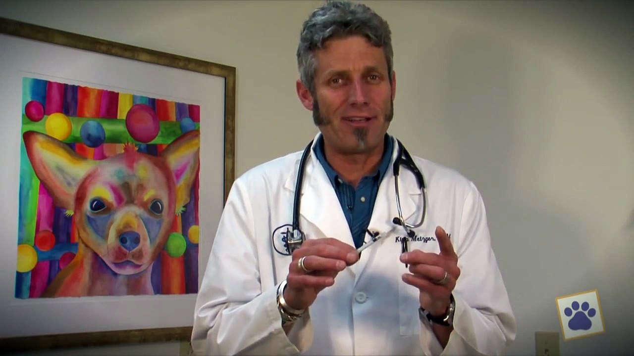 Animal Health Hospital: How To Give Allergy Shots To Your Dog Or Cat