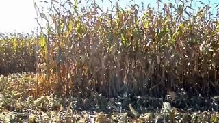 Lefebure.com - Fall 2007 - Corn Harvest