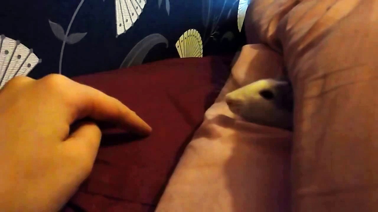 Playful rat, Xion