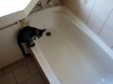 ★ Gato se arrepiente de entrar en la bañera ★ humor gatos ★ videos mas vistos