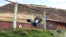Andean Condors Flying