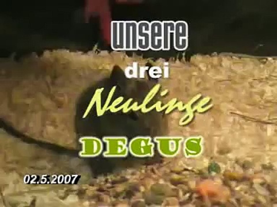 Degus
