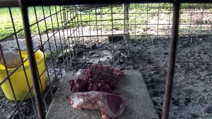 Feeding Time With The Texas Tigers